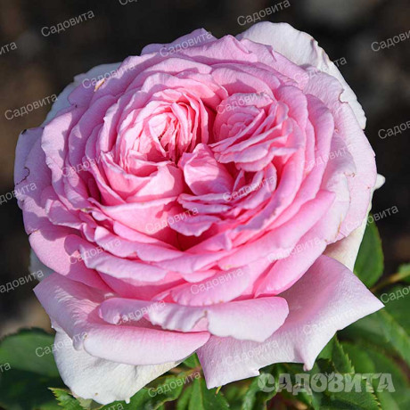 Роза плетистая Бьенвеню Садовита