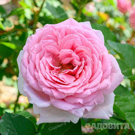 Роза плетистая Бьенвеню Садовита