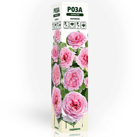 Роза плетистая Бьенвеню Садовита