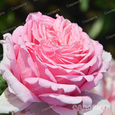 Роза плетистая Бьенвеню Садовита