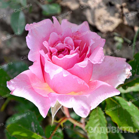 Роза плетистая Бьенвеню Садовита