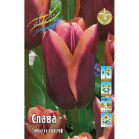 Тюльпан Слава 11/12 7 шт