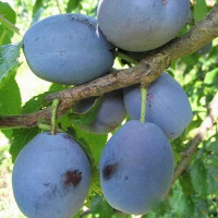 Слива Ника Садовита