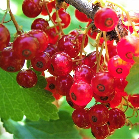 Смородина красная Ранняя сладкая Садовита