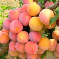 Слива Алтайская юбилейная Садовита