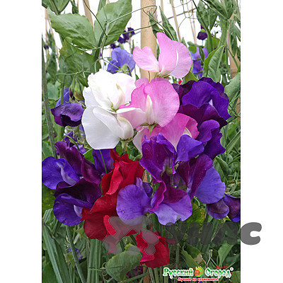 Душистый горошек смесь Русский размер НК Ц