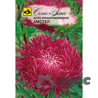 Астра Амстел хризантемовидная Семко Ц