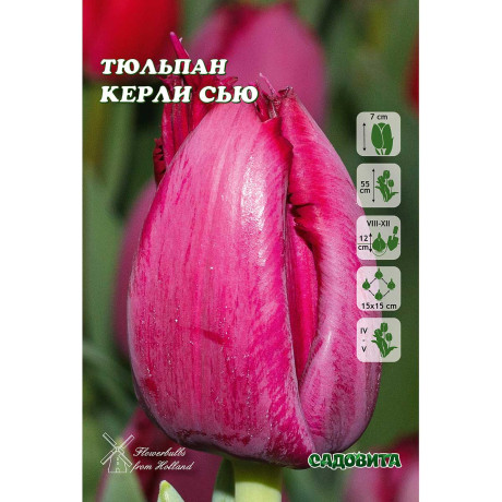 Тюльпан Керли Сью 11/12 7 шт Садовита