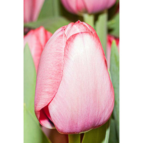 Тюльпан Пинк Импрешн 11/12 3 шт Садовита