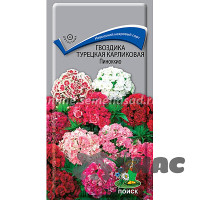 Гвоздика турецкая Пиноккио карлик. Поиск Ц