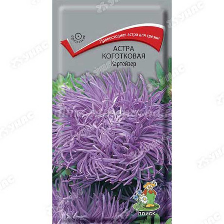 Астра Картейзер коготковая Поиск Ц