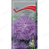 Астра Картейзер коготковая Поиск Ц