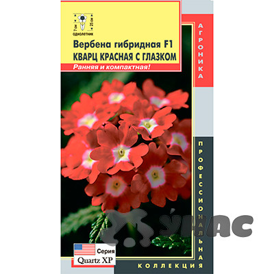 Вербена гибрид. Кварц красная с глазком Плазма Ц х10