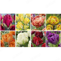 15009 Витрина Тюльпан Махровый Поздний V-Dlt-03 ( Х 8 Секц.) 400 шт