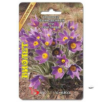 Прострел Виолет (сон-трава) обыкн Биотехника Цх10