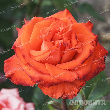 Роза флорибунда Мерседес Садовита