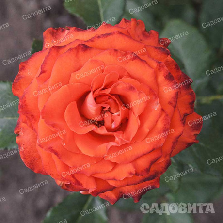 Роза флорибунда Мерседес Садовита