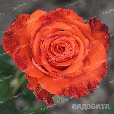 Роза флорибунда Мерседес Садовита