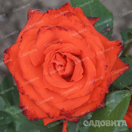 Роза флорибунда Мерседес Садовита