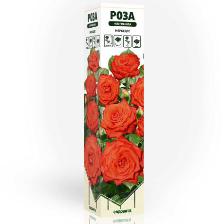 Роза флорибунда Мерседес Садовита
