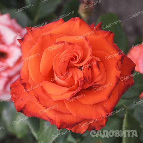 Роза флорибунда Мерседес Садовита