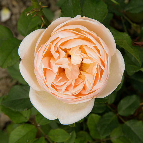 Роза чайно-гибридная Александрин Садовита