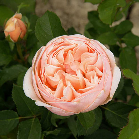 Роза чайно-гибридная Александрин Садовита