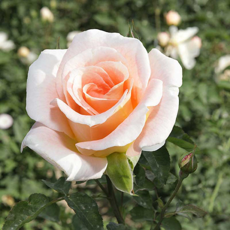 Роза канадская (плетистая) Салли Холмс Садовита