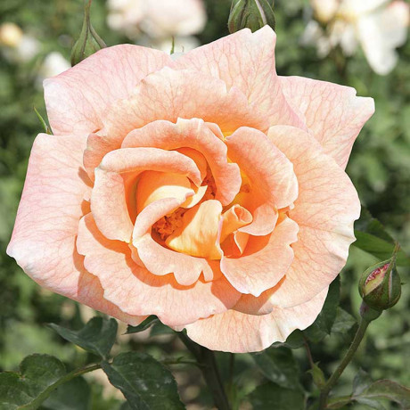 Роза канадская (плетистая) Салли Холмс Садовита