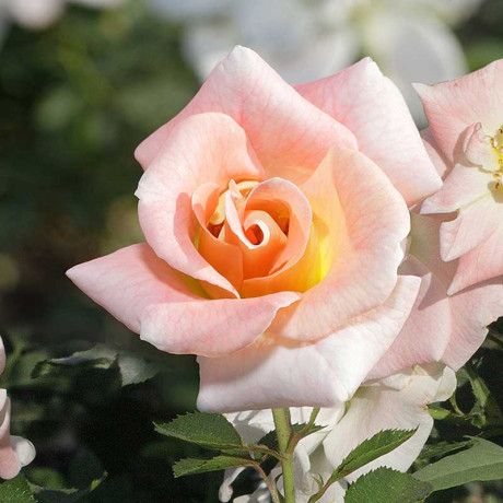 Роза канадская (плетистая) Салли Холмс Садовита