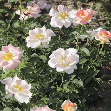 Роза канадская (плетистая) Салли Холмс Садовита