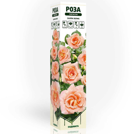 Роза канадская (плетистая) Салли Холмс Садовита