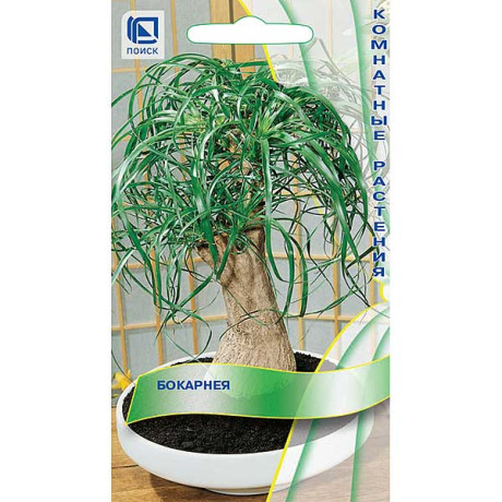 Бокарнея Поиск Ц