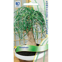 Бокарнея Поиск Ц