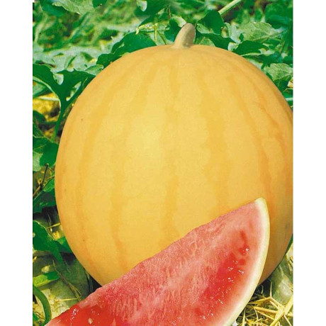 Арбуз Подарок Солнца НК Ц
