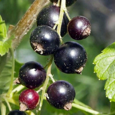 Смородина черная Бинар Садовита