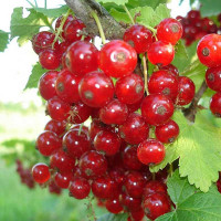 Смородина красная Натали Садовита