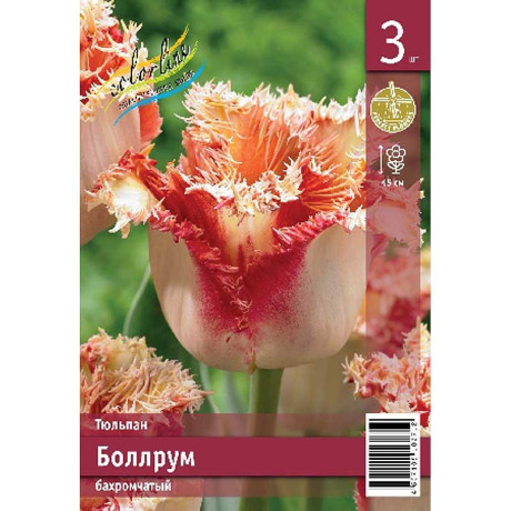 Тюльпан Боллрум 11/12 2 шт