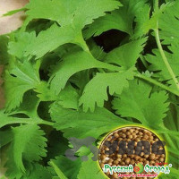 Кориандр Бородинский НК Ц