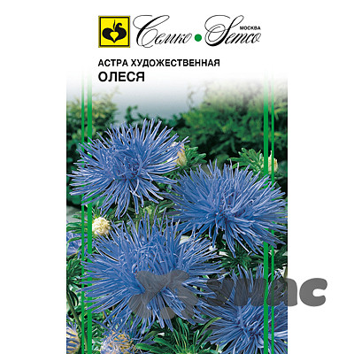 Астра Олеся игольчатая Семко Ц