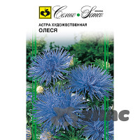 Астра Олеся игольчатая Семко Ц