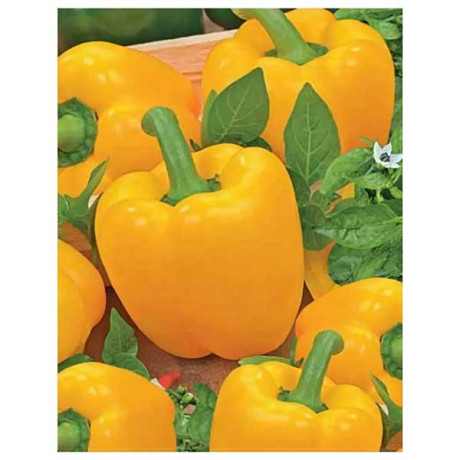 Семена Перец Калифорния вондер оранж Марс Ц