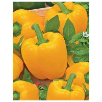 Семена Перец Калифорния вондер оранж Марс Ц