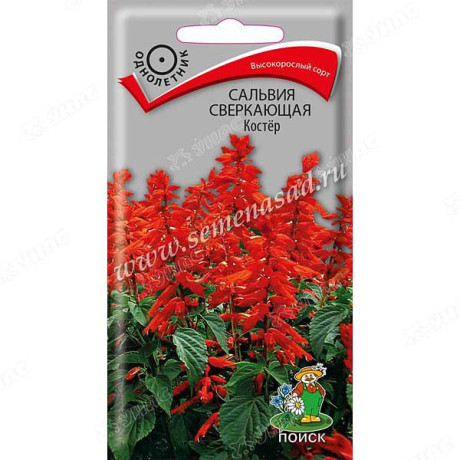 Сальвия Костер сверкающая Поиск Ц
