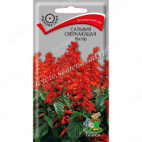 Сальвия Костер сверкающая Поиск Ц