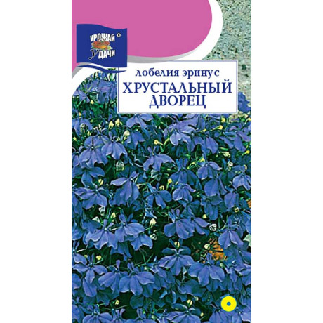Лобелия Хрустальный дворец Урожай у дачи Цх10