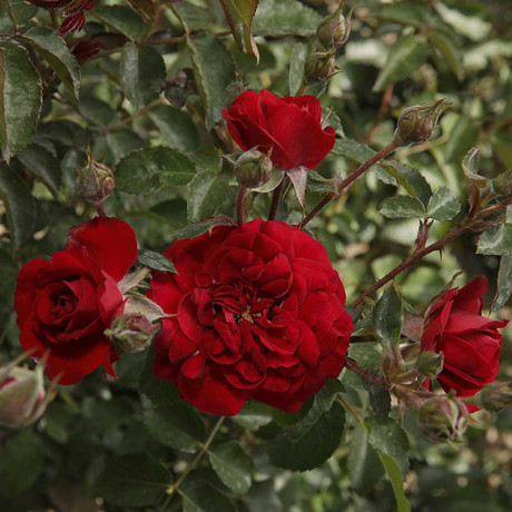 Роза флорибунда Лаваглут Садовита