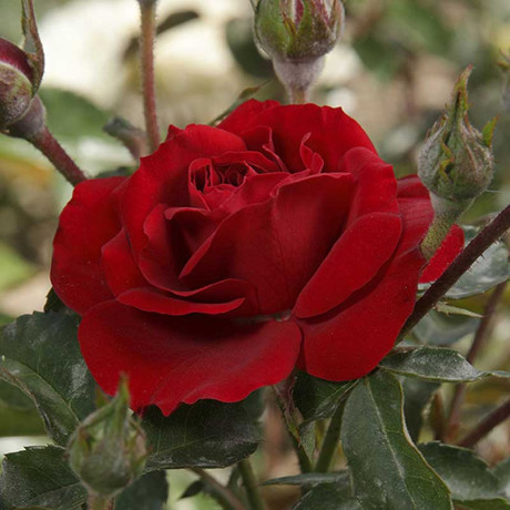 Роза флорибунда Лаваглут Садовита