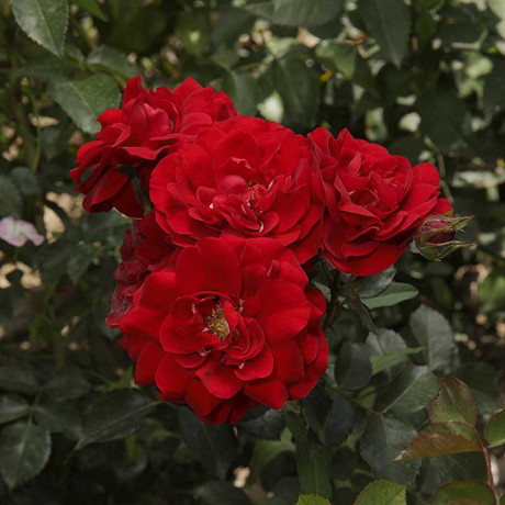 Роза флорибунда Лаваглут Садовита