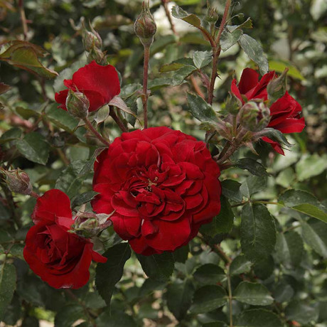 Роза флорибунда Лаваглут Садовита